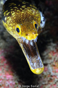 Fangtooth moray eel by Jorge Sorial 